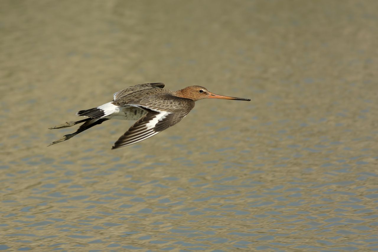 Pittima reale (Limosa limosa)